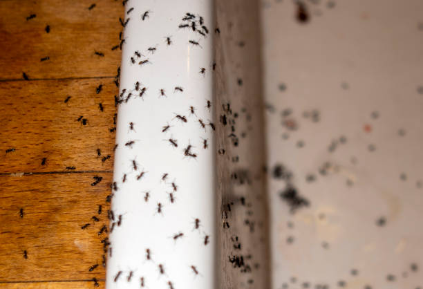 Flea Control Services in Aurora, CO